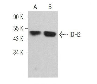 IDH2 Antibody (B-6) - Western Blotting - Image 361839 