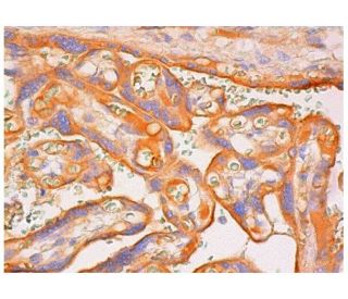 IDO Antibody (E-1) - Immunohistochemistry - Image 313926 