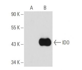 IDO Antibody (H-11) - Western Blotting - Image 54624 