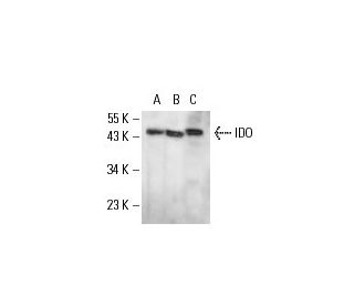 IDO Antibody (mIDO-48) - Western Blotting - Image 17790 