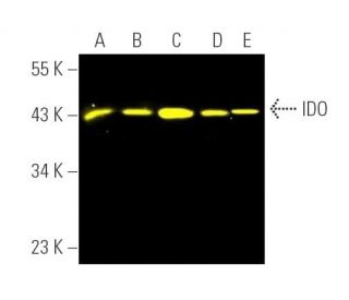IDO Antibody (mIDO-48) - Western Blotting - Image 390767