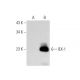 IEX-1 Antibody (E-2) - Western Blotting - Image 353661