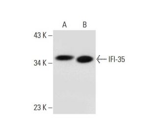IFI-35 Antibody (B-1) - Western Blotting - Image 296013 