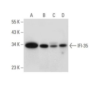 IFI-35 Antibody (E-7) - Western Blotting - Image 318318