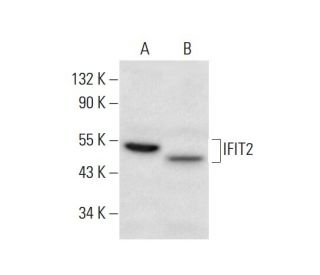 IFIT2 Antibody (G-9) - Western Blotting - Image 306569 