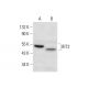 IFIT2 Antibody (G-9) - Western Blotting - Image 306569 