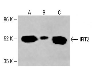 IFIT2 Antibody (G-9) - Western Blotting - Image 415499 