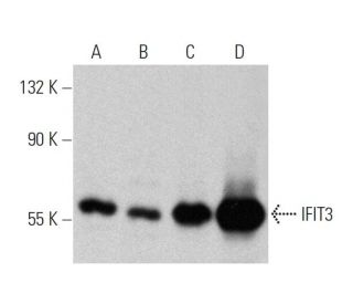IFIT3 Antibody (B-7) - Western Blotting - Image 359924 