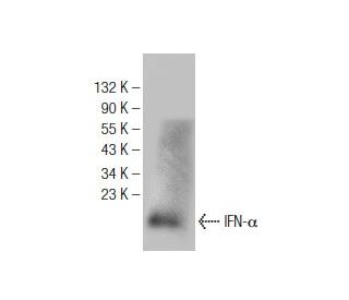 IFN-&alpha; Antibody (E-7) - Western Blotting - Image 146792