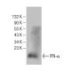 IFN-α Antibody (E-7) - Western Blotting - Image 146792