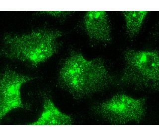 IFN-&alpha;/&beta;R&alpha; Antibody (H-11) - Immunofluorescence - Image 145955 