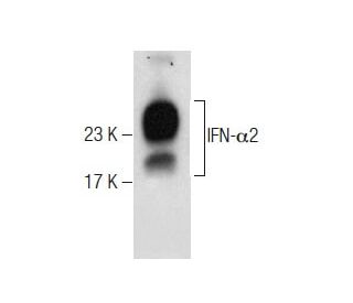 IFN-&alpha;2 Antibody (A00033.01) - Western Blotting - Image 283601