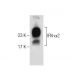 IFN-α2 Antibody (A00033.01) - Western Blotting - Image 283601