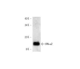 IFN-&alpha;2 Antibody (MT4/E4) - Western Blotting - Image 12796