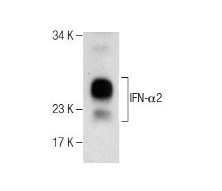 IFN-&alpha;2 Antibody (NYRhIFN-&alpha;) - Western Blotting - Image 283600