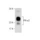 IFN-α2 Antibody (NYRhIFN-α) - Western Blotting - Image 283600