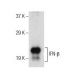 IFN-β Antibody (A1) - Western Blotting - Image 156200
