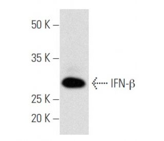 IFN-&beta; Antibody (MIB-2B2.2) - Western Blotting - Image 354751 