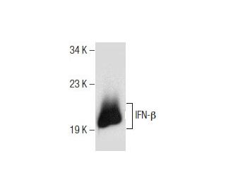 IFN-&beta; Antibody (MIB-3F7.3) - Western Blotting - Image 156198