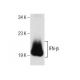 IFN-β Antibody (MIB-8C4.1) - Western Blotting - Image 156199
