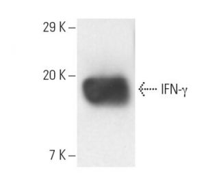 IFN-&gamma;/Interferon gamma Antibody (3F1E3) - Western Blotting - Image 10103