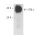 IFN-γ/Interferon gamma Antibody (500-M90) - Western Blotting - Image 17067