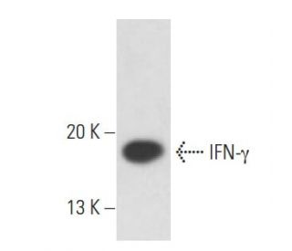 IFN-&gamma;/Interferon gamma Antibody (500-M90) - Western Blotting - Image 18052 