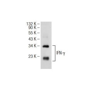 IFN-&gamma;/Interferon gamma Antibody (D-3) - Western Blotting - Image 109139