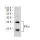IFN-γ/Interferon gamma Antibody (D-3) - Western Blotting - Image 109139