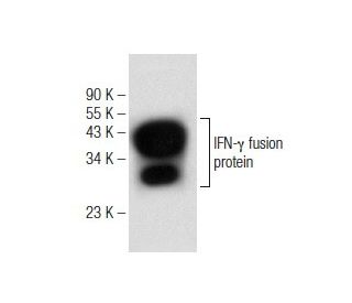 IFN-&gamma;/Interferon gamma Antibody (E-10) - Western Blotting - Image 146558