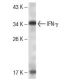 IFN-γ/Interferon gamma Antibody (E8H1) - Western Blotting - Image 137456