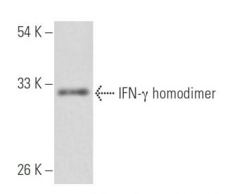 IFN-&gamma;/Interferon gamma Antibody (F12) - Western Blotting - Image 15540