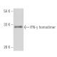 IFN-γ/Interferon gamma Antibody (F12) - Western Blotting - Image 15540
