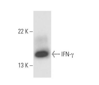 IFN-&gamma;/Interferon gamma Antibody (F3) - Western Blotting - Image 16431