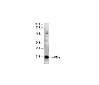 IFN-&gamma;/Interferon gamma Antibody (G-23) - Western Blotting - Image 2675 