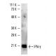 IFN-γ/Interferon gamma Antibody (G-23) - Western Blotting - Image 2675 