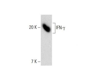 IFN-&gamma;/Interferon gamma Antibody (G-30) - Western Blotting - Image 138577 
