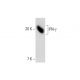 IFN-γ/Interferon gamma Antibody (G-30) - Western Blotting - Image 138577 