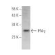 IFN-γ/Interferon gamma Antibody (G-30) - Western Blotting - Image 378662