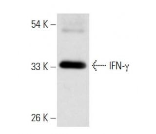 IFN-&gamma;/Interferon gamma Antibody (H3-1) - Western Blotting - Image 17784