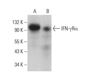 IFN-&gamma;R&alpha; Antibody (GIR-94) - Western Blotting - Image 378195 