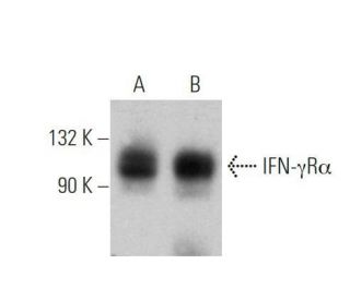IFN-&gamma;R&alpha; Antibody (D-3) - Western Blotting - Image 355286 