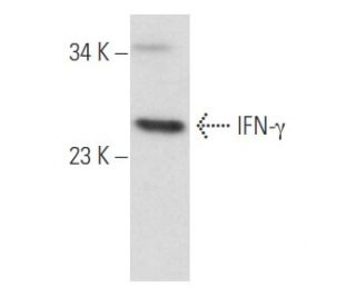 IFN-γ/Interferon gamma Antibody (A-9) - Western Blotting - Image 357445