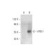 IFRD1 Antibody (D-7) - Western Blotting - Image 333712