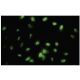 IFRD2 Antibody (DD-Z) - Immunofluorescence - Image 35786 