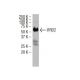 IFRD2 Antibody (DD-Z) - Western Blotting - Image 34439