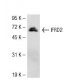 IFRD2 Antibody (DD-Z) - Western Blotting - Image 54308 