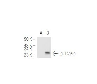 Ig J chain Antibody (F-12) - Western Blotting - Image 49064The Double Nickase Plasmid features a U6 promoter for sgRNA expression, a 20 nt targeting sequence, and a gRNA scaffold to guide Cas9n. It includes a CBh promoter for Cas9n (D10A) and puromycin resistance, GFP for transfection verification, and nuclear localization signals (NLS). The 2A peptide allows co-expression of Cas9n and Puro from a single promoter, enabling precise genome editing with reduced off-target effects.