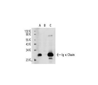 Ig &kappa; chain Antibody (L1C1) - Western Blotting - Image 14962 