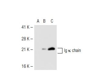 Ig &kappa; chain Antibody (MH19-1) - Western Blotting - Image 43191 